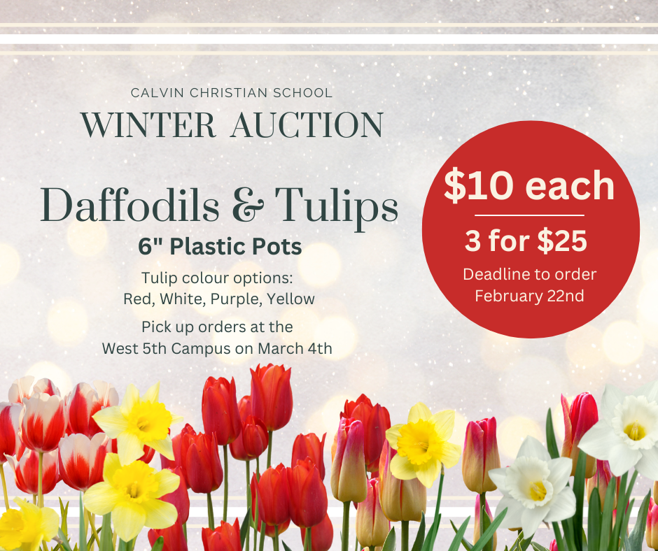 Order Daffodils and Tulips